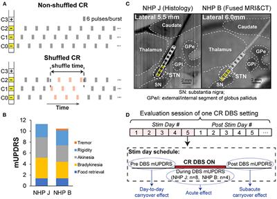 Shuffling Improves the Acute and Carryover Effect of Subthalamic Coordinated Reset Deep Brain Stimulation